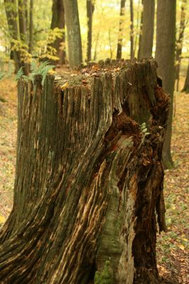 Česká Skalice, Babiččino údolí, 10.10.2015
Podzim v Bažantnici.



Klíčová slova: Česká Skalice Babiččino údolí Bažantnice Ampedus erythrogonus