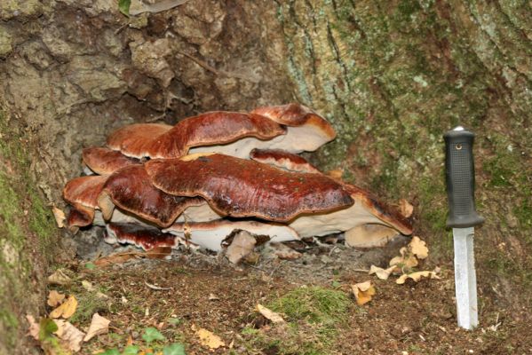 Česká Skalice, Babiččino údolí, 10.10.2015
Pstřeň dubový v Bažantnici.



Schlüsselwörter: Česká Skalice Babiččino údolí Bažantnice Pstřeň dubový