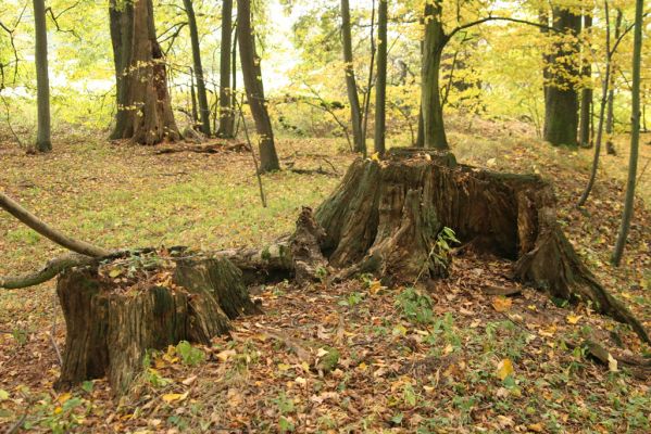 Česká Skalice, Babiččino údolí, 10.10.2015
Podzim v Bažantnici.



Schlüsselwörter: Česká Skalice Babiččino údolí Bažantnice