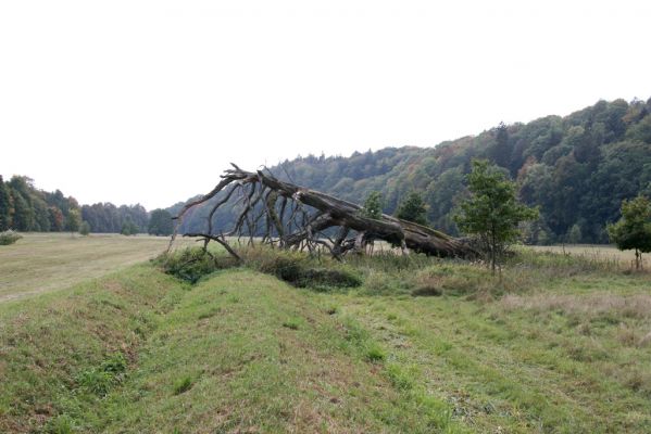 Česká Skalice, Babiččino údolí, 10.10.2015
Záplavové louky v jižní části Babiččina údolí.
Mots-clés: Česká Skalice Babiččino údolí Bažantnice
