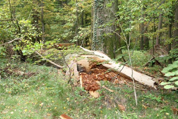 Česká Skalice, Babiččino údolí, 10.10.2015
Podzim v Bažantnici.



Klíčová slova: Česká Skalice Babiččino údolí Bažantnice