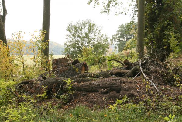 Česká Skalice, Ratibořice, 10.10.2015
Pohled na "broukoviště" u zámku v lese pod východním svahem.


Klíčová slova: Česká Skalice Ratibořice broukoviště