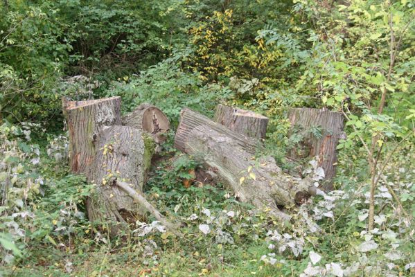 Česká Skalice, Ratibořice, 10.10.2015
Pohled na "broukoviště" u zámku v lese pod východním svahem.


Schlüsselwörter: Česká Skalice Ratibořice broukoviště