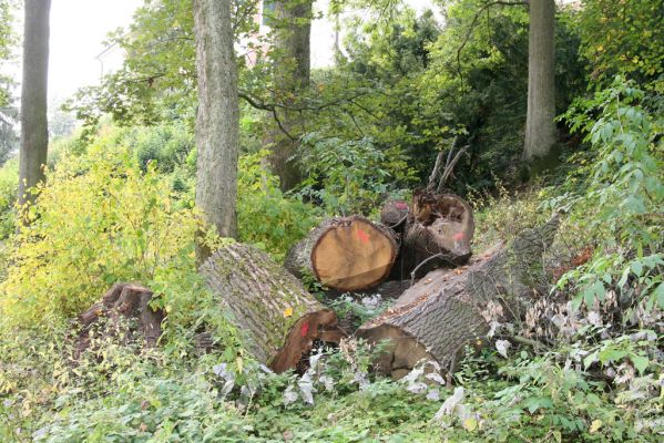 Česká Skalice, Ratibořice, 10.10.2015
Pohled na "broukoviště" u zámku v lese pod východním svahem.


Klíčová slova: Česká Skalice Ratibořice broukoviště