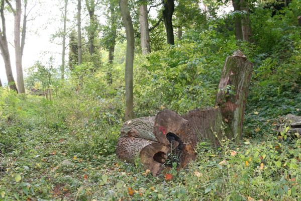 Česká Skalice, Ratibořice, 10.10.2015
Pohled na "broukoviště" u zámku v lese pod východním svahem.
Klíčová slova: Česká Skalice Ratibořice broukoviště
