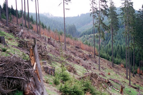 Velké Karlovice, 28.4.2004
Beskydy, údolí Malé Hanzlůvky. Holoseč na jižním svahu vrchu Homůlka.

Schlüsselwörter: Velké Karlovice vrch Homůlka Ampedus aethiops balteatus erythrogonus pomorum nigrinus sanguineus Selatosomus aeneus Lacon lepidopterus