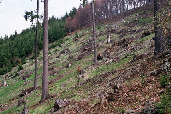 Velké Karlovice, 28.4.2004
Beskydy, údolí Malé Hanzlůvky. Holoseč na jižním svahu vrchu Homůlka.
Mots-clés: Velké Karlovice vrch Homůlka Ampedus aethiops balteatus erythrogonus pomorum nigrinus sanguineus Selatosomus aeneus Lacon lepidopterus