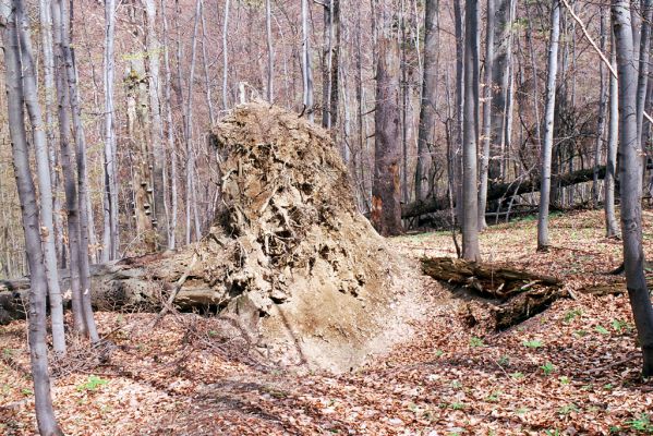 Velké Karlovice, 28.4.2004
Beskydy - Razula. 


Klíčová slova: Velké Karlovice Beskydy Razula Peltis grossum Diacanthous undulatus