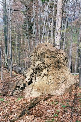 Velké Karlovice, 28.4.2004
Beskydy - Razula. 


Klíčová slova: Velké Karlovice Beskydy Razula