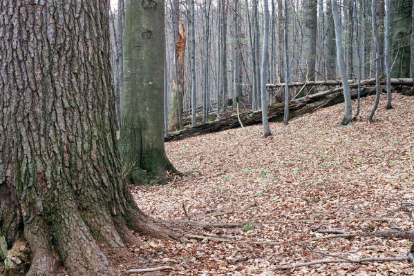 Velké Karlovice, 28.4.2004
Beskydy - Razula. 


Schlüsselwörter: Velké Karlovice Beskydy Razula