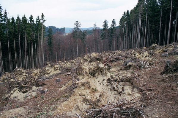 Velké Karlovice, 28.4.2004
Beskydy - Razula. Polom ve smrkové monokultuře na svahu nad jižním okrajem rezervace.  
Schlüsselwörter: Velké Karlovice Beskydy Razula