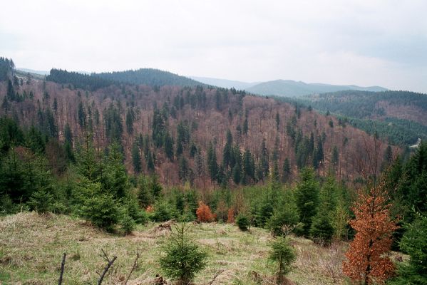 Velké Karlovice, 28.4.2004
Pohled od hranice z holosečí pod vrchem Lemešná na rezervaci Razula.
Klíčová slova: Velké Karlovice Beskydy Lemešná Razula Ampedus aethiops balteatus nigrinus sanguineus