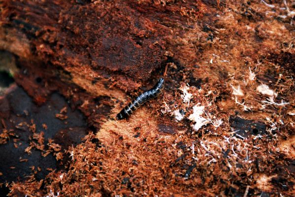 Velké Karlovice, 28.4.2004
Beskydy, vrch Lemešná. Larva kovaříka Diacanthous undulatus pod kůrou pařezu smrku.

Klíčová slova: Velké Karlovice Beskydy Lemešná Diacanthous undulatus