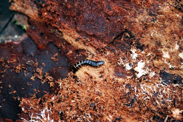 Velké Karlovice, 28.4.2004
Beskydy, vrch Lemešná. Larva kovaříka Diacanthous undulatus pod kůrou pařezu smrku.



Mots-clés: Velké Karlovice Beskydy Lemešná Diacanthous undulatus