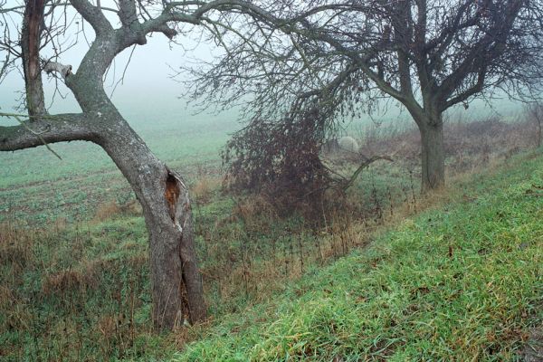 Řečany nad Labem, 21.11.2003
Jabloně u silnice k Labi. Dutina s trouchnivým dřevem (kmen vlevo) je osídlena kovaříky Ampedus nigroflavus
Mots-clés: Řečany nad Labem Ampedus nigroflavus