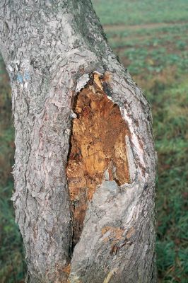 Řečany nad Labem, 21.11.2003
Jabloň u silnice k Labi. Dutina s trouchnivým dřevem je osídlena kovaříky Ampedus nigroflavus
Schlüsselwörter: Řečany nad Labem Ampedus nigroflavus