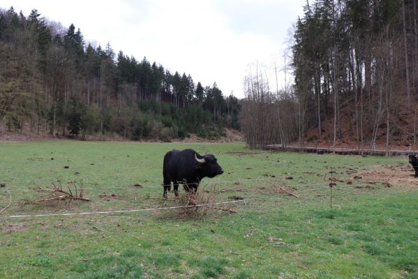 Řetůvka, 6.4.2019
Husí krk - pastvina.
Mots-clés: Řetůvka Husí krk pastvina