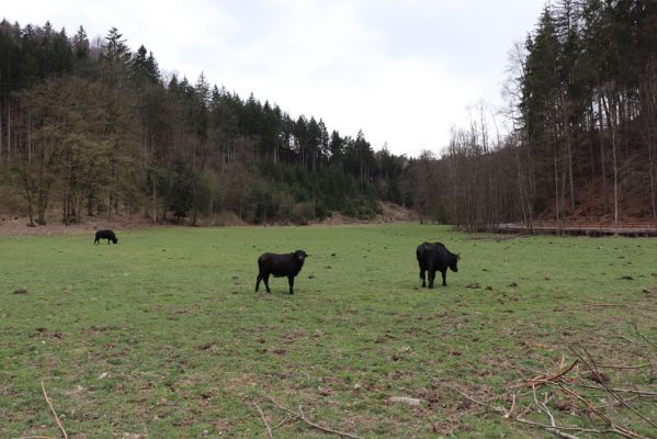 Řetůvka, 6.4.2019
Husí krk - pastvina.
Klíčová slova: Řetůvka Husí krk pastvina