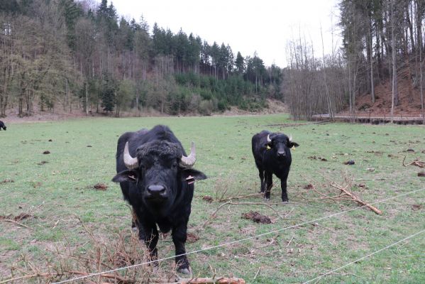 Řetůvka, 6.4.2019
Husí krk - pastvina.
Klíčová slova: Řetůvka Husí krk pastvina