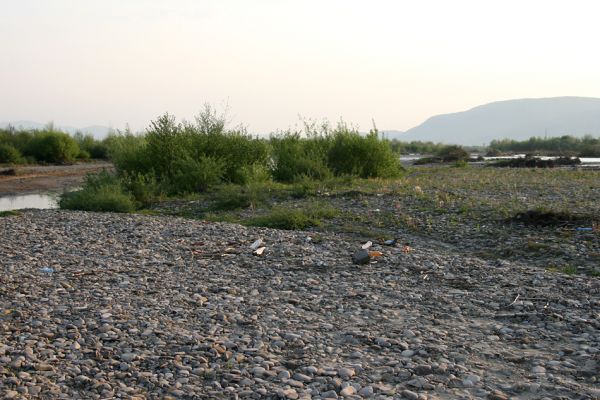 Iza - řeka Rika, 29.4.2009
Štěrkové náplavy Riky - biotop kovaříka Paracardiophorus musculus.
Schlüsselwörter: Iza Rika Cidnopus aeruginosus platiai Paracardiophorus musculus Zorochros meridionalis