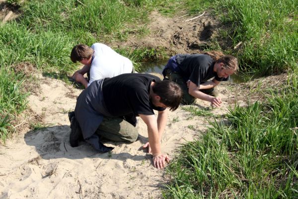 Rogalin, 26.4.2008
Entomologové si hrají na písčitých plochách u pravého břehu řeky Warty. 
Klíčová slova: Rogalin Warta Dušánek Samek Dawson Negastrius pulchellus Psammodius asper