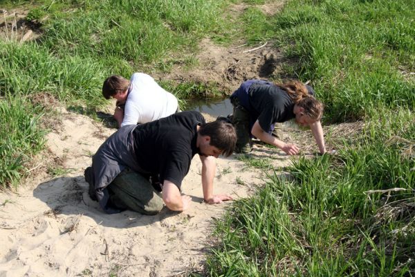 Rogalin, 26.4.2008
Entomologové si hrají na písčitých plochách u pravého břehu řeky Warty. 
Klíčová slova: Rogalin Warta Dušánek Samek Dawson Negastrius pulchellus Psammodius asper