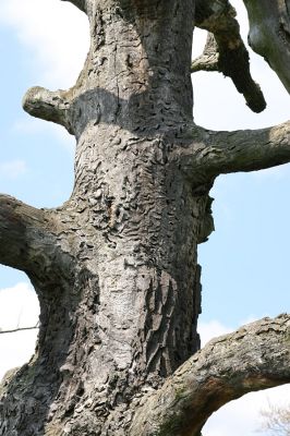 Rogalin, 26.4.2008
Mrtvý dub s požerky tesaříka obrovského.
Klíčová slova: Rogalin Cerambyx cerdo