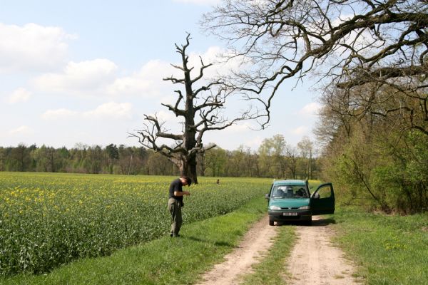 Rogalin, 26.4.2008
Mrtvý dub na poli u Rogalinu a naše slavné expediční vozidlo. 
Klíčová slova: Rogalin duby