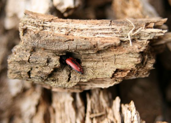 Rogalin, 26.4.2008
Je jaro a kovaříci vylézají z trouchnivého dřeva - Ampedus sanguinolentus.
Schlüsselwörter: Rogalin Ampedus sanguinolentus