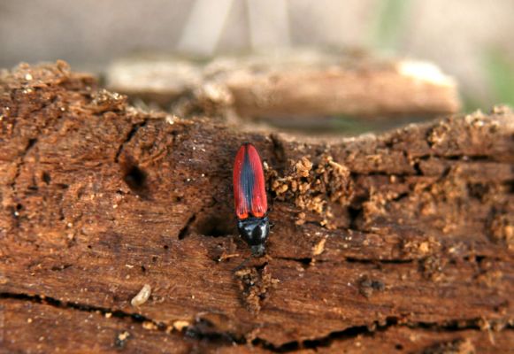 Rogalin, 26.4.2008
Je jaro a kovaříci vylézají z trouchnivého dřeva - Ampedus sanguinolentus.
Schlüsselwörter: Rogalin Ampedus sanguinolentus