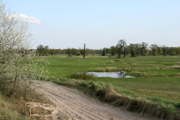 Rogalinek, 26.4.2008
Písčitá cesta na okraji záplavových luk u obce Rogalinek. Pohled na unikátní pastevní les.
Mots-clés: Rogalin Rogalinek duby