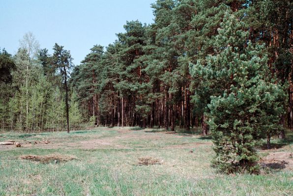 Rohatec, 26.4.2006
Osluněný okraj borového lesa na okraji zrekultivované pískovny. Biotop kovaříka Cardiophorus discicollis.
Schlüsselwörter: Rohatec Cardiophorus discicollis