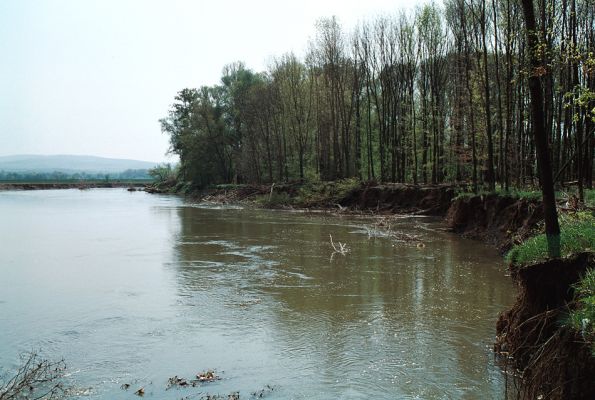 Rohatec, řeka Morava, 26.4.2006
Meandry Moravy se vzpamatovávají z řádění povodně.
Keywords: Rohatec Morava