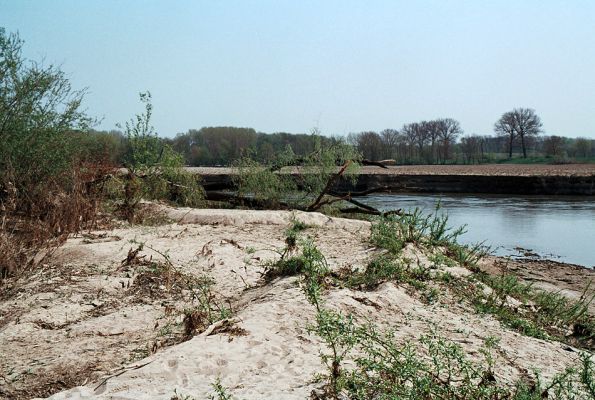 Rohatec, řeka Morava, 26.4.2006
Písčité a bahnité náplavy na břehu v meandru Moravy.
Klíčová slova: Rohatec Morava Negastrius sabulicola, Zorochros dermestoides quadriguttatus meridionalis