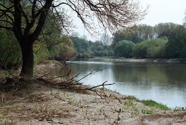 Rohatec, řeka Morava, 26.4.2006
Meandry Moravy se vzpamatovávají z řádění povodně.
Klíčová slova: Rohatec Morava