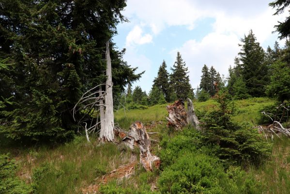 Rokytnice nad Jizerou, 8.8.2020
Krkonoše - Nad Krakonošovou snídaní. Klimaxová smrčina v pramenné oblasti Mumlavy.
Klíčová slova: Rokytnice nad Jizerou Krkonoše Nad Krakonošovou snídaní Ampedus aethiops auripes