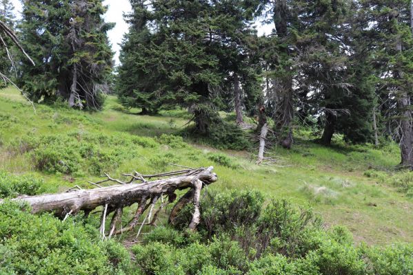 Rokytnice nad Jizerou, 8.8.2020
Krkonoše - Nad Krakonošovou snídaní. Klimaxová smrčina v pramenné oblasti Mumlavy.
Mots-clés: Rokytnice nad Jizerou Krkonoše Nad Krakonošovou snídaní Ampedus aethiops auripes