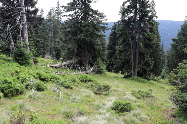 Rokytnice nad Jizerou, 8.8.2020
Krkonoše - Nad Krakonošovou snídaní. Klimaxová smrčina v pramenné oblasti Mumlavy.
Mots-clés: Rokytnice nad Jizerou Krkonoše Nad Krakonošovou snídaní Ampedus aethiops auripes