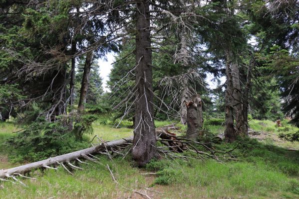 Rokytnice nad Jizerou, 8.8.2020
Krkonoše - Nad Krakonošovou snídaní. Klimaxová smrčina v pramenné oblasti Mumlavy.
Klíčová slova: Rokytnice nad Jizerou Krkonoše Nad Krakonošovou snídaní Ampedus aethiops auripes