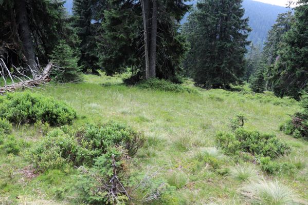 Rokytnice nad Jizerou, 8.8.2020
Krkonoše - Nad Krakonošovou snídaní. Klimaxová smrčina v pramenné oblasti Mumlavy.
Klíčová slova: Rokytnice nad Jizerou Krkonoše Nad Krakonošovou snídaní Ampedus aethiops auripes