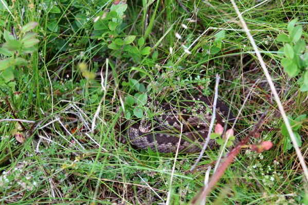 Rokytnice nad Jizerou, 8.8.2020
Krkonoše - zmije v lese Nad Krakonošovou snídaní. 
Klíčová slova: Rokytnice nad Jizerou Krkonoše Nad Krakonošovou snídaní