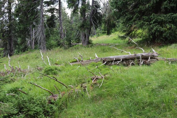 Rokytnice nad Jizerou, 8.8.2020
Krkonoše - Nad Krakonošovou snídaní. Klimaxová smrčina v pramenné oblasti Mumlavy.
Klíčová slova: Rokytnice nad Jizerou Krkonoše Nad Krakonošovou snídaní Denticollis interpositus Ampedus auripes