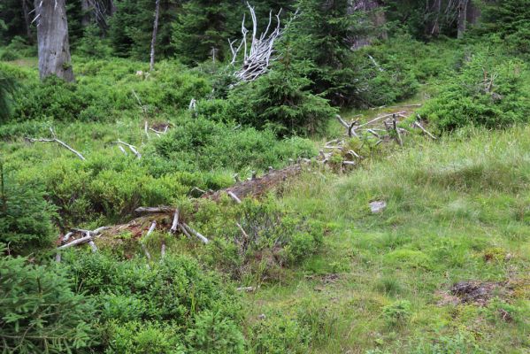 Rokytnice nad Jizerou, 8.8.2020
Krkonoše - Nad Krakonošovou snídaní. Klimaxová smrčina v pramenné oblasti Mumlavy.
Klíčová slova: Rokytnice nad Jizerou Krkonoše Nad Krakonošovou snídaní Denticollis interpositus Ampedus auripes