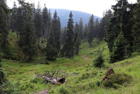 Rokytnice nad Jizerou, 8.8.2020
Krkonoše - Velká Mumlava pod Kotlem.
Klíčová slova: Rokytnice nad Jizerou Krkonoše Velká Mumlava