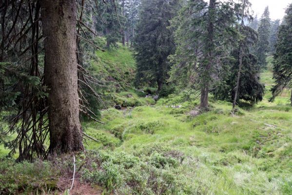 Rokytnice nad Jizerou, 8.8.2020
Krkonoše - Velká Mumlava pod Kotlem.
Keywords: Rokytnice nad Jizerou Krkonoše Velká Mumlava Denticollis interpositus