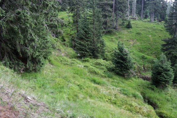 Rokytnice nad Jizerou, 8.8.2020
Krkonoše - Velká Mumlava pod Kotlem.
Mots-clés: Rokytnice nad Jizerou Krkonoše Velká Mumlava