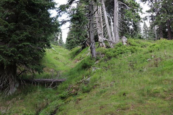 Rokytnice nad Jizerou, 8.8.2020
Krkonoše - Velká Mumlava pod Kotlem.
Keywords: Rokytnice nad Jizerou Krkonoše Velká Mumlava