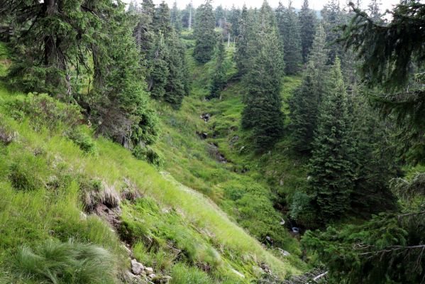 Rokytnice nad Jizerou, 8.8.2020
Krkonoše - Velká Mumlava pod Kotlem.
Schlüsselwörter: Rokytnice nad Jizerou Krkonoše Velká Mumlava