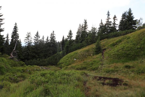 Rokytnice nad Jizerou, 8.8.2020
Krkonoše - Velká Mumlava pod Růženčinou zahrádkou.
Keywords: Rokytnice nad Jizerou Krkonoše Velká Mumlava