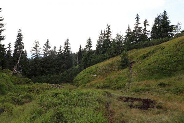 Rokytnice nad Jizerou, 8.8.2020
Krkonoše - Velká Mumlava pod Růženčinou zahrádkou.
Schlüsselwörter: Rokytnice nad Jizerou Krkonoše Velká Mumlava